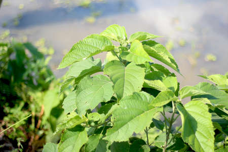 Large green leaves and blurred backgroundの写真素材
