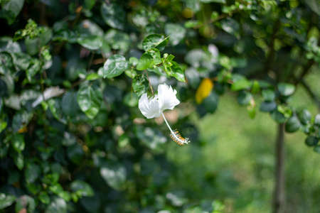 white and red color flower green leaves and it's behind background blurの写真素材