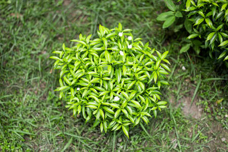 A bunch of green leaves and it's behind background blurの写真素材