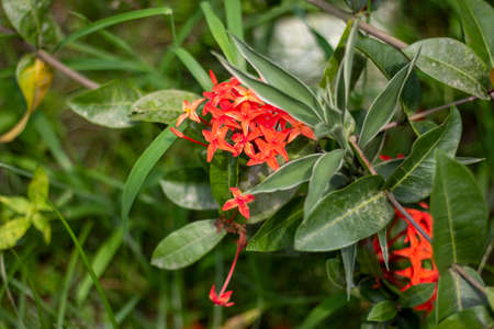 Red flowers and green leaves and it's behind background blurの写真素材