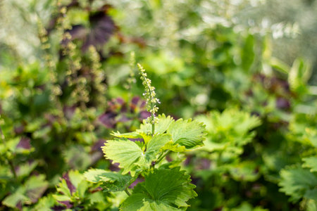 Green leaves and a tall flower and background blur