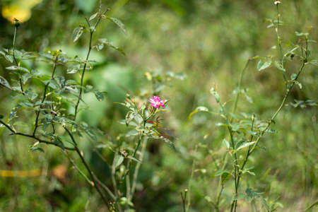 Red flowers and green leaves and blurred backgroundの写真素材