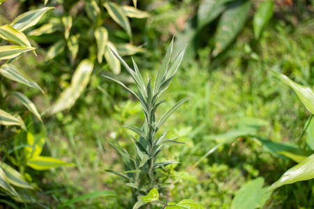Medicinal thin and long green leafy plants and their background blur.の写真素材