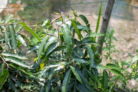 Medicinal thin and long green leafy plants and their background blur.の写真素材