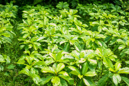 A bunch of leaves garden. green color tree and big leaves.の写真素材