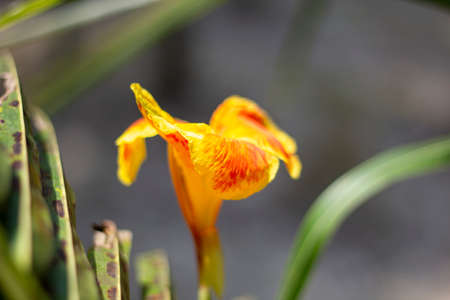 yellow flower green leaves and background blurの写真素材