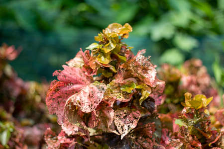 a bunch of the purple color leaves and the background behind them are blurryの写真素材