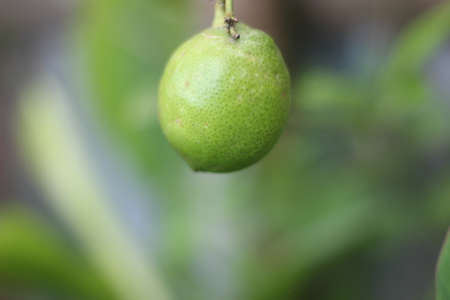 The green lemon and its background blurredの写真素材