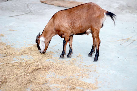 A brown goat is eating grain from the ground and the background blur.の写真素材