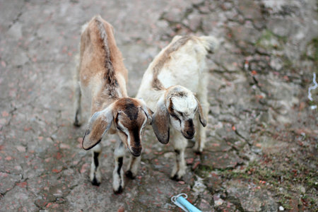 Two small goats babies are standing together and the background blur.の写真素材