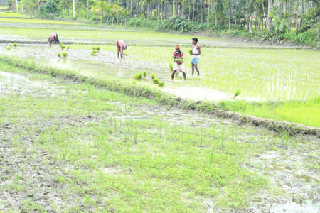 Bangladesh, Rangpur- July 26, 2021. A crop field and some farmers are workingのeditorial素材