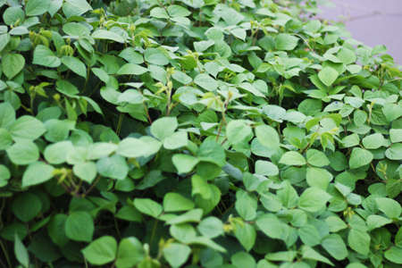 Many small leaves have turned it into a big pattern. The leaves are small and green like beans leavesの写真素材