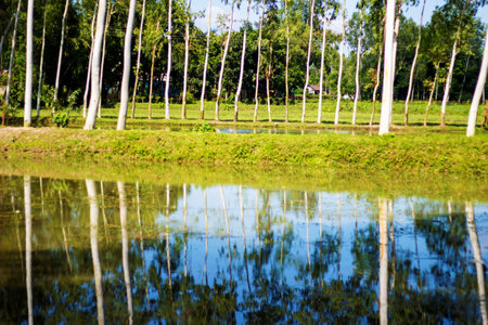There is a small road in the pond and tall tall trees on it The trees And look much whiter and brighter in the sunlightの写真素材