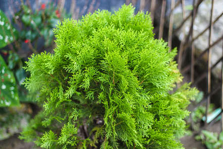 A green colorful Zhou tree that combination of tiny tiny leaves and the background blurの写真素材