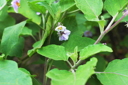 An eggplant tree and many leaves and white flowers and blurred background