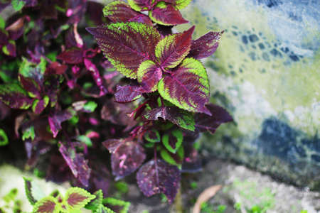 A colorful leaf The inside of the leaf is red then dark blue and the outside is covered with green and the background blurの写真素材