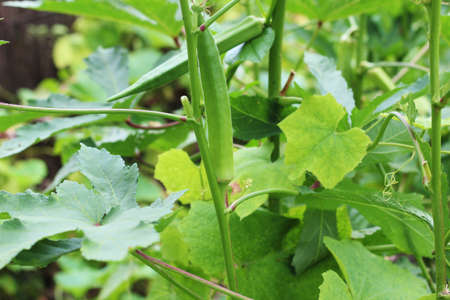 two ladies finger or okra tree and many many leaves and the background blurの写真素材