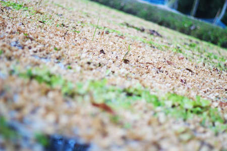 It is basically water hyacinth. It has become a pattern on many colorful small leaves. It is very nice to see floating on the water and a combination of different colors. and the background blurの写真素材