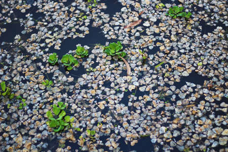 Small Kachuri Pana Almost all of them rotted in the water and there is something left And the color...