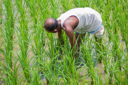 Bangladesh, Rangpur- August 21, 2021. An old bald man is cultivating paddy on his land And he wearing a white sando Genji and his around rice trees.のeditorial素材