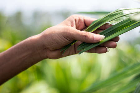 Holding the leaves of a green tree with one hand with long nails and blurring the background behind itの写真素材