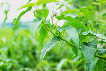 A few white flowers and green leaves, stalks, and the background behind it is blurredの写真素材