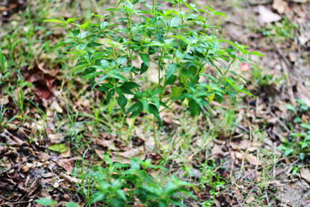 A green vegetable tree on the rockの写真素材