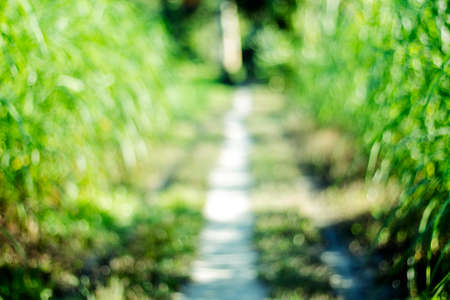 A straight long road and the greenery on both sides of it blurred the whole pictureの写真素材
