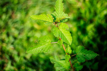 Lots of green leaves with a green stalk and its background blurredの写真素材