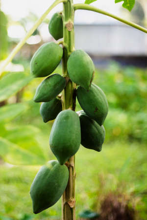 A papaya tree and a lot of green papayas and its background is blurredの写真素材