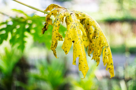 A long large yellow dead leaf and its background blurredの写真素材