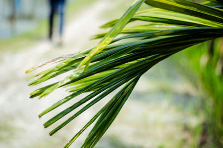 The leaves of a betel nut tree and the fuzzy background behind itの写真素材