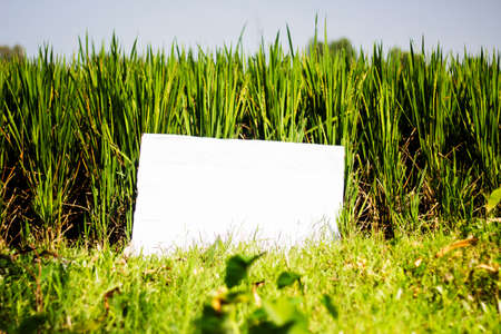 A white signboard leaning paddy tree and its background green blurredの写真素材