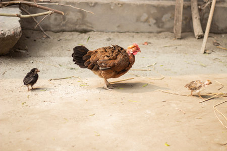 A hen and chicks are huddled together in extreme winter and the blurred background.の写真素材