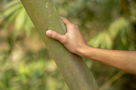 Closeup of a man's hand touching a tree in the forest