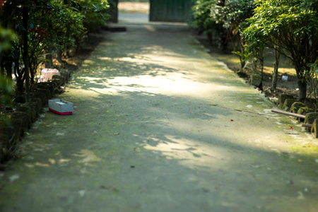 there is many tree inside the small road and the background is blurredの写真素材