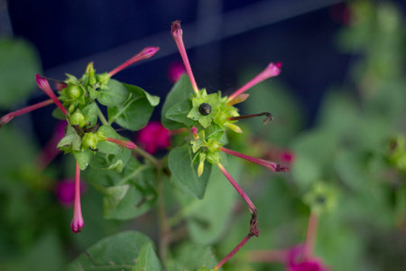 there is have some small flower in a tree and the background id blurredの写真素材