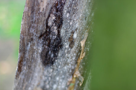 The bark of the old tree is black and the background is a green blurの写真素材