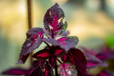 It is a red flower plant and the background behind the flower plant is blurred.の写真素材