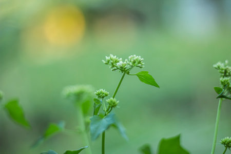 It is a small herbaceous Plant and the plant bears some small flowers.の写真素材
