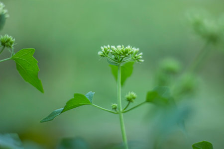 It is a small herbaceous Plant and the plant bears some small flowersの写真素材