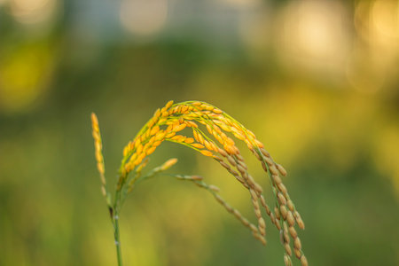 It is a rice grain and the rice has ripened and turned yellow in color.の写真素材