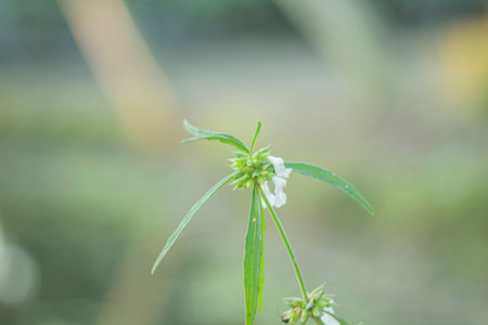 It is a small herbaceous Plant and the plant bears some small flowersの写真素材