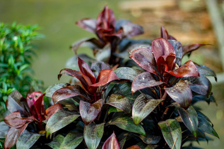 It is a flower plant and the background behind the flower plant is blurred.の写真素材