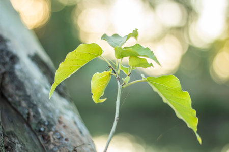 A small branch of a free has come out and some leaves have caught on the branch.の写真素材