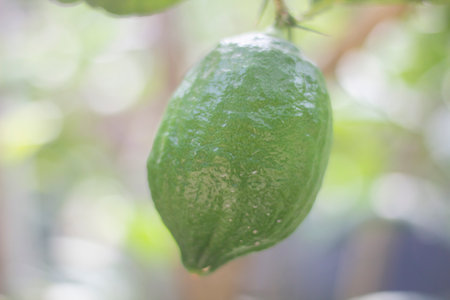 1 lemon and blurred backgroundの写真素材