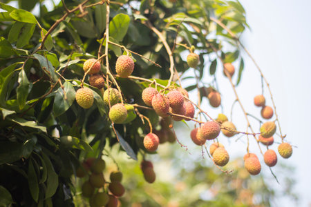 Lots of litchi and backgrounds blur