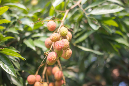 Lots of litchi and backgrounds blurの写真素材