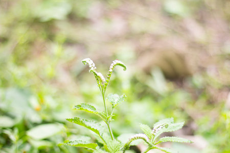 A Tree leaves and background blurの写真素材