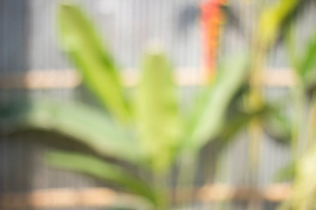 A tree and blur backgroundの写真素材